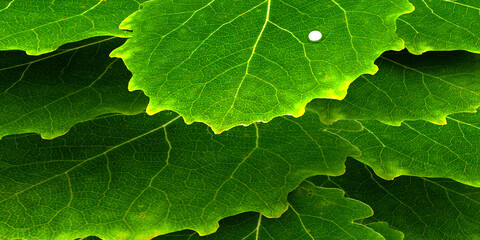 Green leaf with water droplets. Green background with green leaves and water drop. ecological concept. 3d illustration.