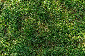 grass field background, green grass, green background