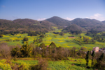 Naklejka premium Cole flower fields in Luoping, Yunnan, China, canola or rapeseed blossoming, blue sky with copy space for text