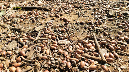 どんぐり・Acorns・도토리