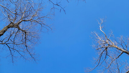 空を見上げる・天高く・冬空／Looking up at the sky, high in the sky, winter sky／하늘을 올려다 보는 · 하늘 높이 · 겨울 하늘