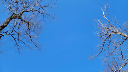 空を見上げる・天高く・冬空／Looking up at the sky, high in the sky, winter sky／하늘을 올려다 보는 · 하늘 높이 · 겨울 하늘