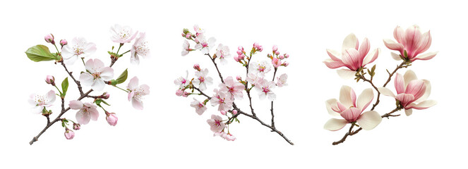 Fototapeta premium Elegant Floral Branches on Transparent Background