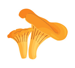 Fresh chanterelle mushrooms Hand drawn trendy flat style isolated icon. Edible fungi chanterelle, Yellow mushrooms. Vector illustration