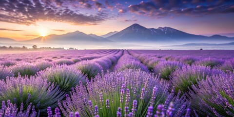 Serene Sunrise Over a Vast Lavender Field, Rows of Purple Blossoms Stretching Towards Misty Mountains