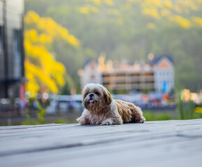 shih tzu dog walks on a bridge against the backdrop of mountains in summer 