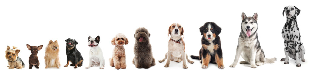 Adorable dogs of different sizes in row on white background, from smallest to largest