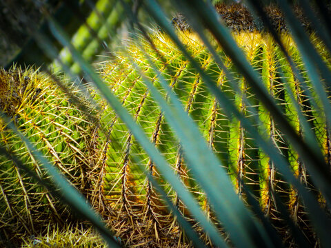 Las Cact&aacute;ceas Cabeza de Cabuche: Belleza y Resistencia del Desierto de San Luis Potos&iacute; M&eacute;xico.