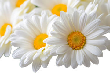 Bunch of white daisies with yellow centers, isolated