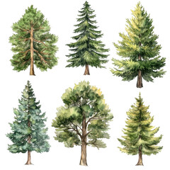 Obraz premium Watercolor Illustrations of Variety of Evergreen and Deciduous Trees
