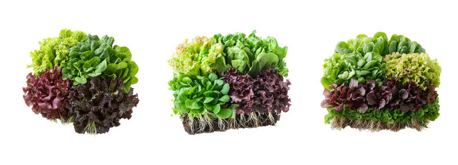 Naklejka premium Fresh Assortment of Lush Salad Greens with Roots