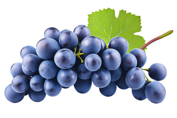 Fototapeta premium Bunch of blue grapes with a leaf on top, isolated