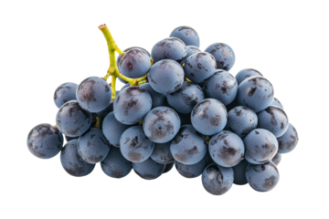 Bunch of blue grapes with a stem, isolated
