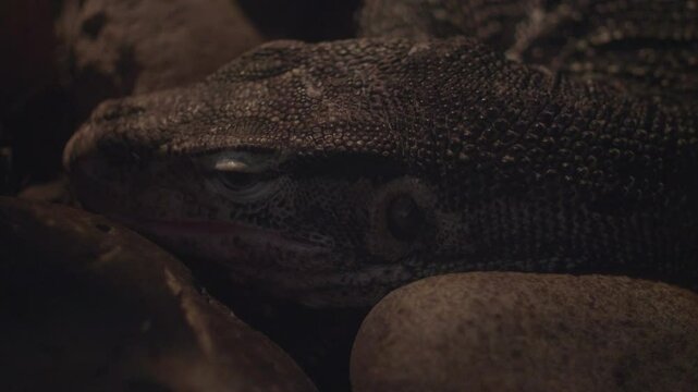 Asian Water Monitor Lizard