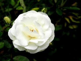 White roses are thought to represent purity and elegance. In fact, traditional brides wear white lace and carry white roses as a symbol of purity. Signifies pure love