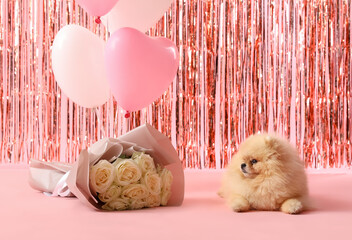Cute Pomeranian dog with bouquet of white roses and heart-shaped balloons on pink background....