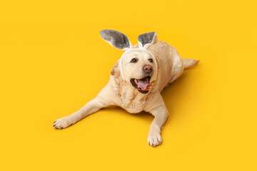Obraz premium Funny Labrador dog with Easter bunny ears on yellow background