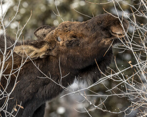 Western moose (Alces alces andersoni); Grand Teton NP; Wyoming
