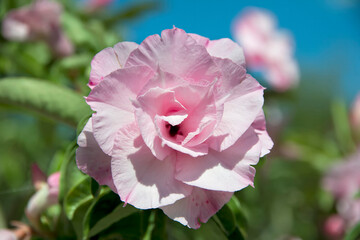 Adenium flower