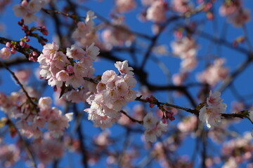 cherry blossom