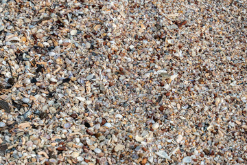 Diverse collection of seashells on a beach in the afternoon sun revealing nature's intricate beauty