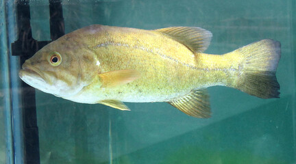 fish
