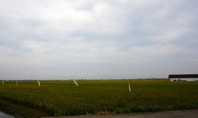 Obraz premium beautiful rice fields in the morning with rice plants starting to age
