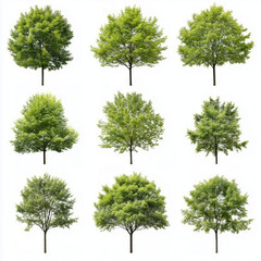 set of green trees isolated