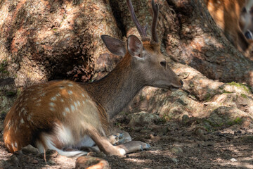 鹿が木陰で休む姿