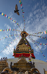 A pigeon flying by Swayambhunath, also known as Monkey Temple which is located at Kathmandu, Nepal