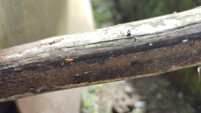 some yellow ants passed over the log