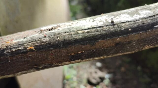 some yellow ants passed over the log