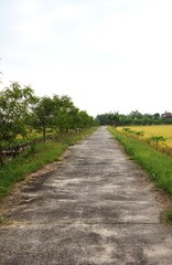 Obraz premium A simple concrete road in the middle of a rice field, photographed in the morning, looks beautiful and natural, suitable for a background