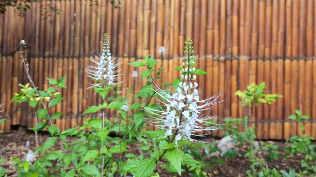 Cat's Whiskers (Orthosiphon aristatus) flowers on a plant in a garden