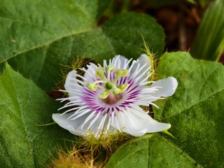 Passiflora foetida flower in the morning