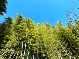 晴れた日の竹林と青空