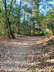 木漏れ日の中の遊歩道