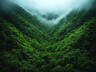 Misty Mountain Forest: Lush Green Canopy, Dense Vegetation, Tranquil Nature Scene, Serene Atmosphere, Breathtaking View