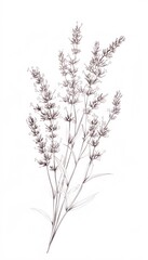 Fototapeta premium An artistic illustration depicting several stems of lavender flowers gracefully