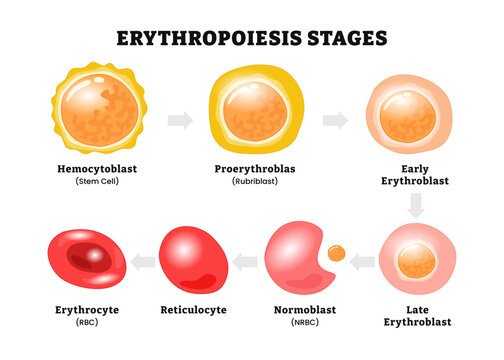 Erythropoiesis stages process diagram red blood cell process, labeled with hemocytoblast (stem cell), proerythroblast (rubiblast), normoblast (rbc), reticulocyte, erythrocyte. Biology education.