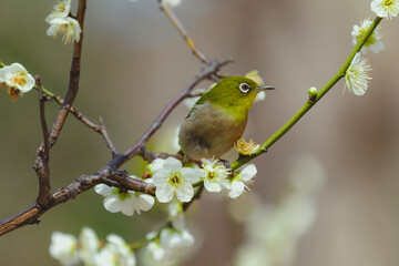 Bloom and Bird in Perfect Harmony