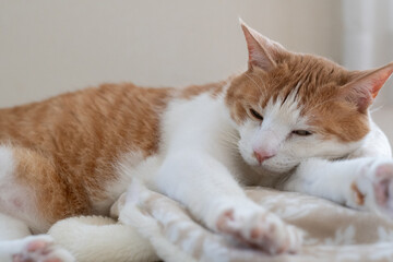 お気に入りの場所でくつろぐ可愛い猫　茶トラ白