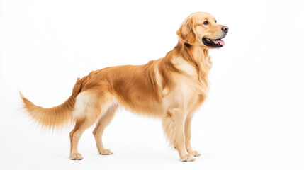Golden retriever standing on white background, showcasing its friendly demeanor and beautiful golden coat. This breed is known for its intelligence and loyalty