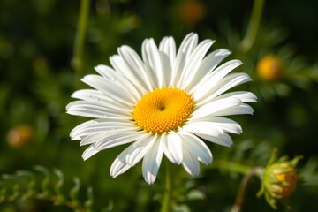 Close-up of a blooming white daisy flower in a natural green setting