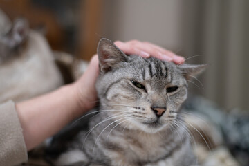 可愛い猫を撫でる飼い主　サバトラ猫	