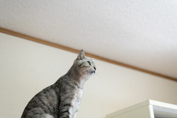 座って見つめる可愛い猫　サバトラ猫