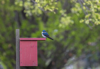 Springtime scene of a male tree swallow on a nesting box in a large rural garden