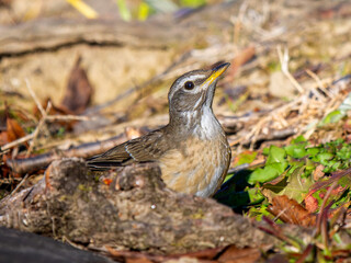 地面を歩くマミチャジナイ