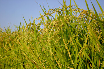 목초, 식물, 경작, 농장, 라이스, 결, 곡류, 먹을것, 계절, 네이처, 여름, 밀, 벼, 쌀, 농사, 논, 밭, 시골, 벼이삭, 여름, 쌀알, 절길