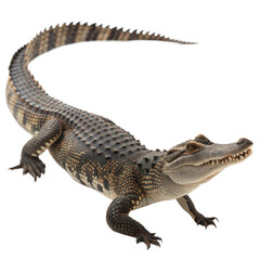 Fototapeta premium Chinese Alligator AI Generated Image